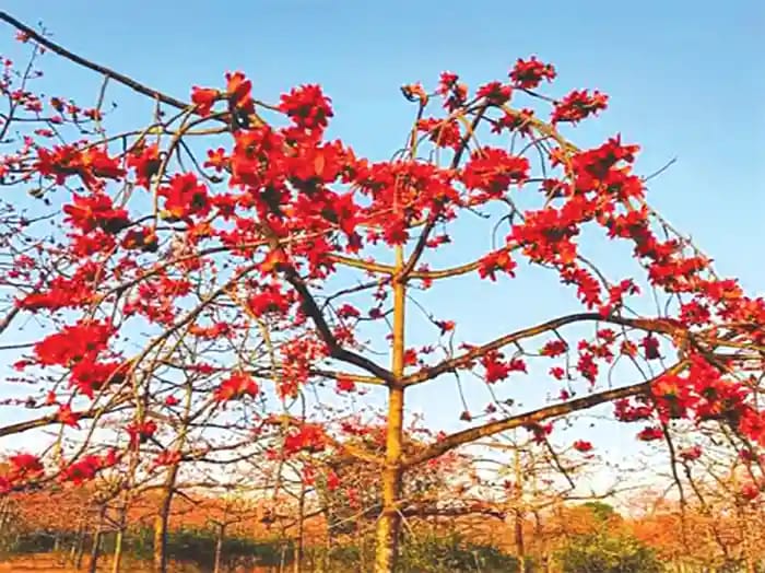 ২৮৫. ফাগুনের হাওয়া